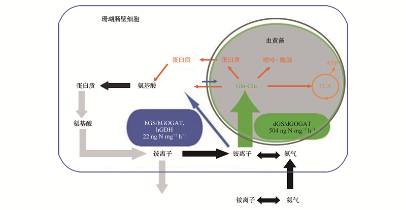 gdp转移到细胞质的作用_GDP仅差23亿元 2020年重庆会超越广州吗(2)